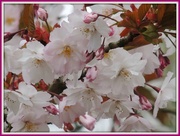 28th Apr 2013 - Cherry Blossom