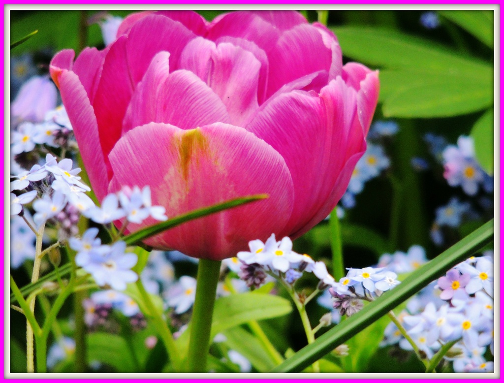 Pink tulip by rosiekind