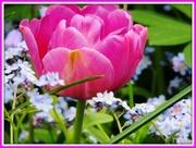 28th Apr 2013 - Pink tulip