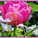 Pink tulip by rosiekind