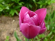 28th Apr 2013 - Tulip with raindrops :)
