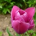 Tulip with raindrops :) by gabis