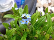 27th Apr 2013 - Forget-me-not