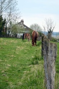 28th Apr 2013 - In the pasture