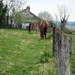 In the pasture by parisouailleurs