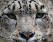 28th Apr 2013 - Snow Leopard