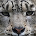 Snow Leopard by padlock