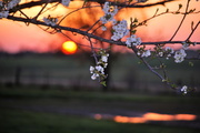 28th Apr 2013 - Spring Sunset