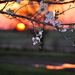 Spring Sunset by kareenking