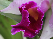 24th Apr 2013 - Orchid