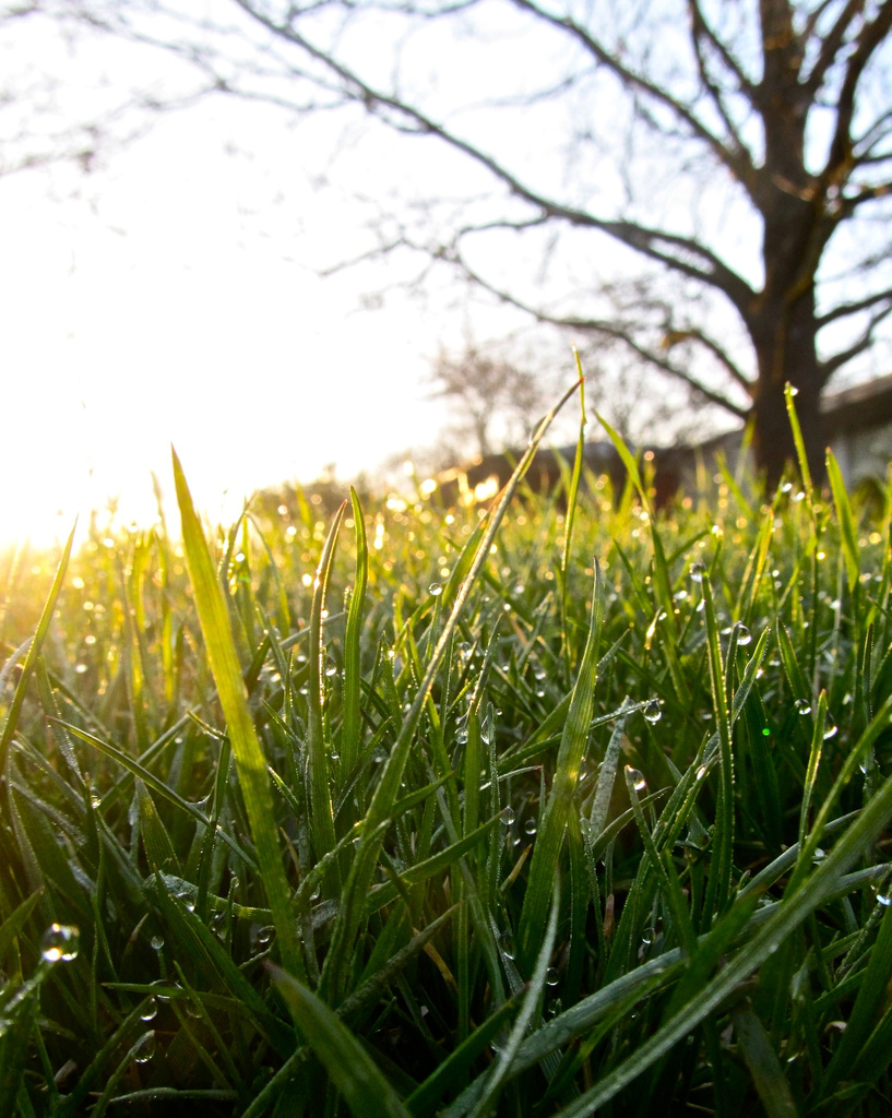 Morning Grass by houser934