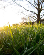 27th Apr 2013 - Morning Grass