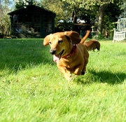 22nd Apr 2013 - Flying Ginny (Hover Sausage)