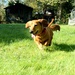 Flying Ginny (Hover Sausage) by filsie65