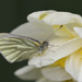 double daff and butterfly by jantan