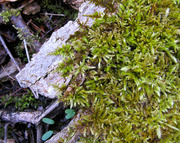28th Apr 2013 - Moss: the other green grass