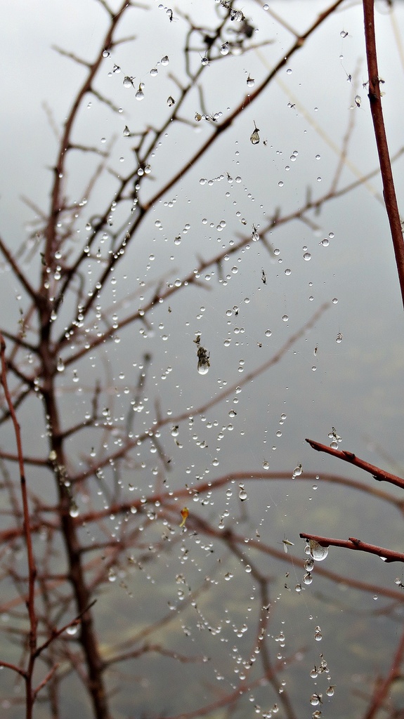 Rainy Day Spider Web by juliedduncan