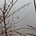 Rainy Day Spider Web by juliedduncan
