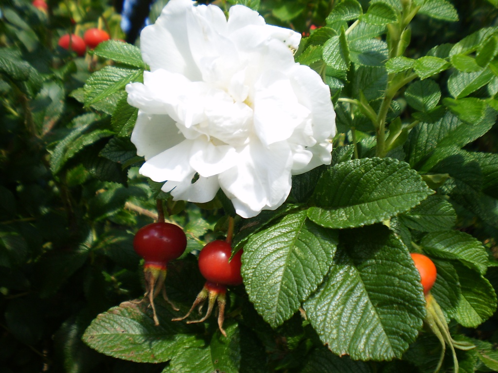 white Rosa Rugosa . by snowy