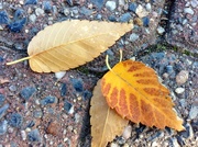 23rd Nov 2012 - Leaves