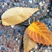 Leaves by jbritt