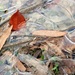 Ice over leaves by jbritt