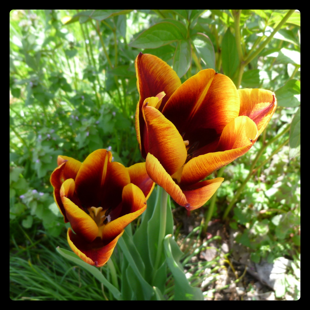 Tulips by calm