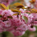 Flowering Cherry by jankoos