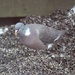 Common Wood Pigeon (Columba palumbus) - Sepelkyyhky, Ringduva IMG_3057 by annelis