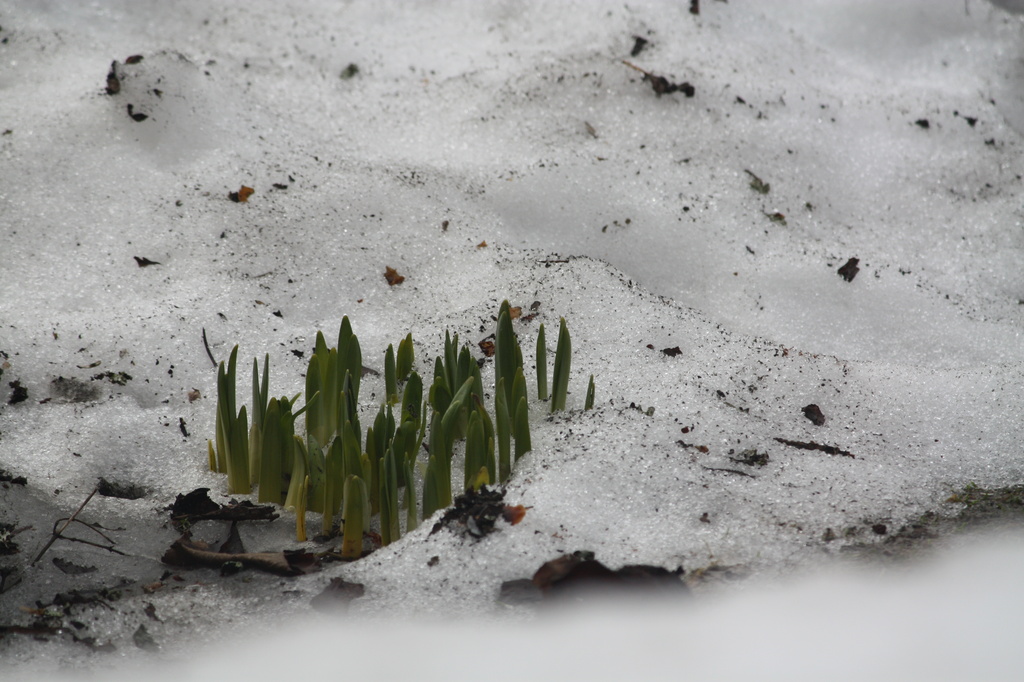 Daffodils coming up through the snow IMG_3073 by annelis
