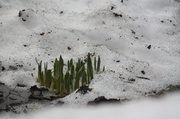 18th Apr 2013 - Daffodils coming up through the snow IMG_3073