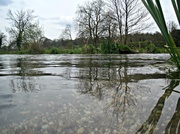 29th Apr 2013 - trees by the River Meon at Droxford