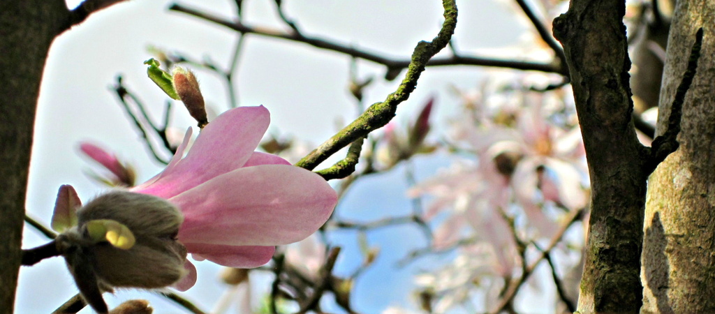 magnolia stellata  by quietpurplehaze