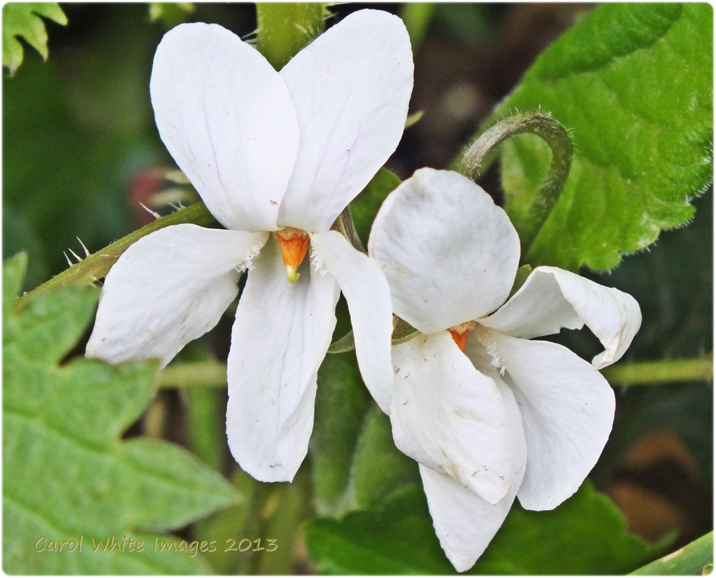 White Violet by carolmw