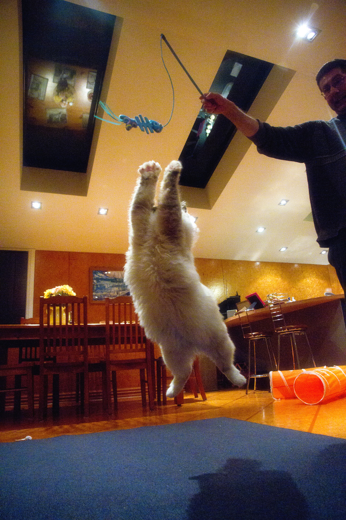 White Cats Can Jump by helenw2