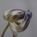 tulip 2 by mariadarby