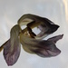 tulip again by mariadarby
