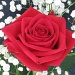 rose by rrt