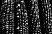 29th Apr 2013 - hopi black corn