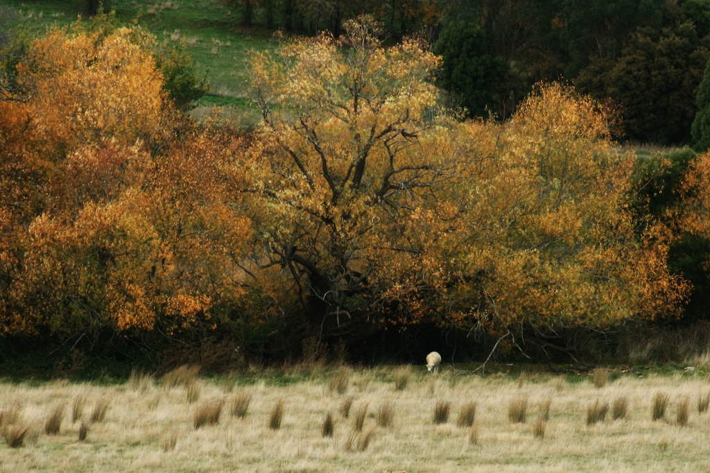 Autumn Pasture by wenbow