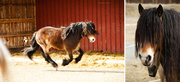 29th Apr 2013 - Horses.