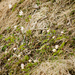 White anemones/hvitveis by elisasaeter