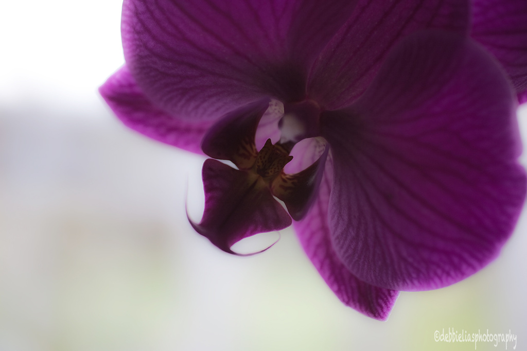 29.4.13 Orchid by stoat