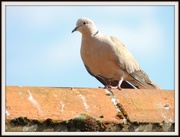 29th Apr 2013 - Collared dove