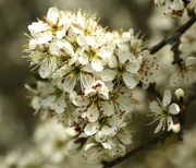 29th Apr 2013 - Hawthorne Blossom