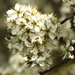 Hawthorne Blossom by padlock