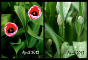 29th Apr 2013 - Spring 2013 vs Spring 2012