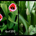 Spring 2013 vs Spring 2012 by gardencat