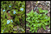 29th Apr 2012 - Forget Me Not 2012 and 2013