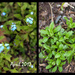 Forget Me Not 2012 and 2013 by gardencat